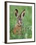 European Brown Hare Juvenile in Field, Lake Neusiedl, Austria-Rolf Nussbaumer-Framed Photographic Print