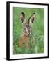 European Brown Hare Juvenile in Field, Lake Neusiedl, Austria-Rolf Nussbaumer-Framed Photographic Print