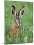 European Brown Hare Juvenile in Field, Lake Neusiedl, Austria-Rolf Nussbaumer-Mounted Photographic Print