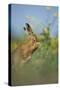 European Brown Hare (Lepus Europaeus) Adult Grooming Beside Field of Rapeseed, Cambridgeshire, UK-Andrew Parkinson-Stretched Canvas