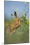 European Brown Hare (Lepus Europaeus) Adult Grooming Beside Field of Rapeseed, Cambridgeshire, UK-Andrew Parkinson-Mounted Photographic Print