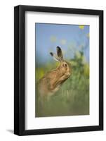 European Brown Hare (Lepus Europaeus) Adult Grooming Beside Field of Rapeseed, Cambridgeshire, UK-Andrew Parkinson-Framed Photographic Print