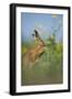 European Brown Hare (Lepus Europaeus) Adult Grooming Beside Field of Rapeseed, Cambridgeshire, UK-Andrew Parkinson-Framed Photographic Print