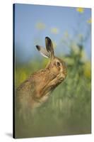 European Brown Hare (Lepus Europaeus) Adult Grooming Beside Field of Rapeseed, Cambridgeshire, UK-Andrew Parkinson-Stretched Canvas