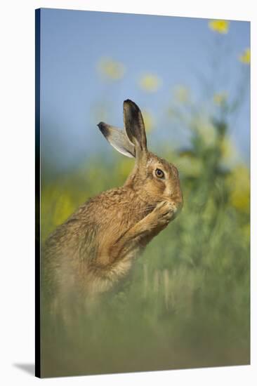 European Brown Hare (Lepus Europaeus) Adult Grooming Beside Field of Rapeseed, Cambridgeshire, UK-Andrew Parkinson-Stretched Canvas