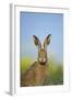 European Brown Hare (Lepus Europaeus) Adult Portrait Near Field of Rapeseed, Cambridgeshire, UK-Andrew Parkinson-Framed Photographic Print