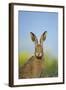 European Brown Hare (Lepus Europaeus) Adult Portrait Near Field of Rapeseed, Cambridgeshire, UK-Andrew Parkinson-Framed Photographic Print