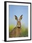 European Brown Hare (Lepus Europaeus) Adult Portrait Near Field of Rapeseed, Cambridgeshire, UK-Andrew Parkinson-Framed Photographic Print