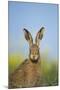 European Brown Hare (Lepus Europaeus) Adult Portrait Near Field of Rapeseed, Cambridgeshire, UK-Andrew Parkinson-Mounted Photographic Print