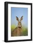 European Brown Hare (Lepus Europaeus) Adult Portrait Near Field of Rapeseed, Cambridgeshire, UK-Andrew Parkinson-Framed Photographic Print