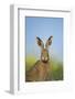 European Brown Hare (Lepus Europaeus) Adult Portrait Near Field of Rapeseed, Cambridgeshire, UK-Andrew Parkinson-Framed Photographic Print