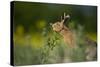 European Brown Hare (Lepus Europaeus) Feeding on Fringes of Rapeseed Field, Cambridgeshire, UK-Andrew Parkinson-Stretched Canvas