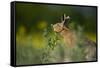 European Brown Hare (Lepus Europaeus) Feeding on Fringes of Rapeseed Field, Cambridgeshire, UK-Andrew Parkinson-Framed Stretched Canvas