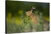 European Brown Hare (Lepus Europaeus) Feeding on Fringes of Rapeseed Field, Cambridgeshire, UK-Andrew Parkinson-Stretched Canvas