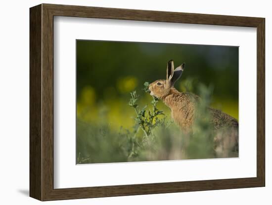 European Brown Hare (Lepus Europaeus) Feeding on Fringes of Rapeseed Field, Cambridgeshire, UK-Andrew Parkinson-Framed Photographic Print