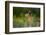 European Brown Hare (Lepus Europaeus) Feeding on Fringes of Rapeseed Field, Cambridgeshire, UK-Andrew Parkinson-Framed Photographic Print