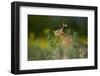 European Brown Hare (Lepus Europaeus) Feeding on Fringes of Rapeseed Field, Cambridgeshire, UK-Andrew Parkinson-Framed Photographic Print