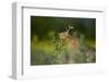 European Brown Hare (Lepus Europaeus) Feeding on Fringes of Rapeseed Field, Cambridgeshire, UK-Andrew Parkinson-Framed Photographic Print