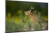 European Brown Hare (Lepus Europaeus) Feeding on Fringes of Rapeseed Field, Cambridgeshire, UK-Andrew Parkinson-Mounted Photographic Print