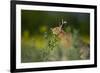 European Brown Hare (Lepus Europaeus) Feeding on Fringes of Rapeseed Field, Cambridgeshire, UK-Andrew Parkinson-Framed Photographic Print