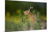 European Brown Hare (Lepus Europaeus) Feeding on Fringes of Rapeseed Field, Cambridgeshire, UK-Andrew Parkinson-Mounted Photographic Print