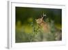 European Brown Hare (Lepus Europaeus) Feeding on Fringes of Rapeseed Field, Cambridgeshire, UK-Andrew Parkinson-Framed Photographic Print