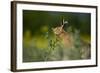 European Brown Hare (Lepus Europaeus) Feeding on Fringes of Rapeseed Field, Cambridgeshire, UK-Andrew Parkinson-Framed Photographic Print