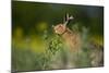 European Brown Hare (Lepus Europaeus) Feeding on Fringes of Rapeseed Field, Cambridgeshire, UK-Andrew Parkinson-Mounted Photographic Print