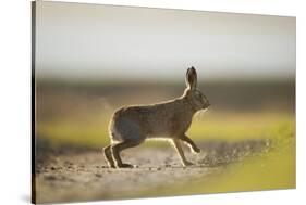 European Brown Hare (Lepus Europaeus) Male Pursuing a Female, Elmley Marshes, Kent, UK, February-Andrew Parkinson-Stretched Canvas