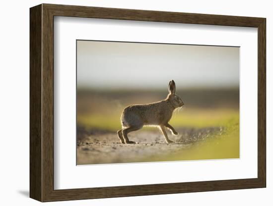 European Brown Hare (Lepus Europaeus) Male Pursuing a Female, Elmley Marshes, Kent, UK, February-Andrew Parkinson-Framed Photographic Print