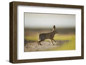 European Brown Hare (Lepus Europaeus) Male Pursuing a Female, Elmley Marshes, Kent, UK, February-Andrew Parkinson-Framed Photographic Print