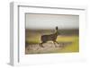 European Brown Hare (Lepus Europaeus) Male Pursuing a Female, Elmley Marshes, Kent, UK, February-Andrew Parkinson-Framed Photographic Print