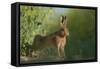 European Brown Hare (Lepus Europaeus) Stretching on Field. Hope Farm Rspb, Cambridgeshire, UK-Andrew Parkinson-Framed Stretched Canvas