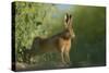 European Brown Hare (Lepus Europaeus) Stretching on Field. Hope Farm Rspb, Cambridgeshire, UK-Andrew Parkinson-Stretched Canvas