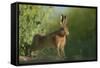 European Brown Hare (Lepus Europaeus) Stretching on Field. Hope Farm Rspb, Cambridgeshire, UK-Andrew Parkinson-Framed Stretched Canvas