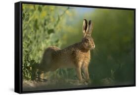 European Brown Hare (Lepus Europaeus) Stretching on Field. Hope Farm Rspb, Cambridgeshire, UK-Andrew Parkinson-Framed Stretched Canvas