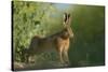 European Brown Hare (Lepus Europaeus) Stretching on Field. Hope Farm Rspb, Cambridgeshire, UK-Andrew Parkinson-Stretched Canvas