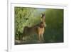 European Brown Hare (Lepus Europaeus) Stretching on Field. Hope Farm Rspb, Cambridgeshire, UK-Andrew Parkinson-Framed Photographic Print