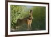 European Brown Hare (Lepus Europaeus) Stretching on Field. Hope Farm Rspb, Cambridgeshire, UK-Andrew Parkinson-Framed Photographic Print