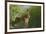 European Brown Hare (Lepus Europaeus) Stretching on Field. Hope Farm Rspb, Cambridgeshire, UK-Andrew Parkinson-Framed Photographic Print