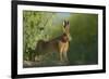 European Brown Hare (Lepus Europaeus) Stretching on Field. Hope Farm Rspb, Cambridgeshire, UK-Andrew Parkinson-Framed Photographic Print