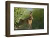 European Brown Hare (Lepus Europaeus) Stretching on Field. Hope Farm Rspb, Cambridgeshire, UK-Andrew Parkinson-Framed Photographic Print