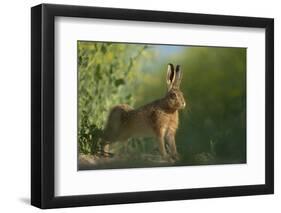 European Brown Hare (Lepus Europaeus) Stretching on Field. Hope Farm Rspb, Cambridgeshire, UK-Andrew Parkinson-Framed Photographic Print