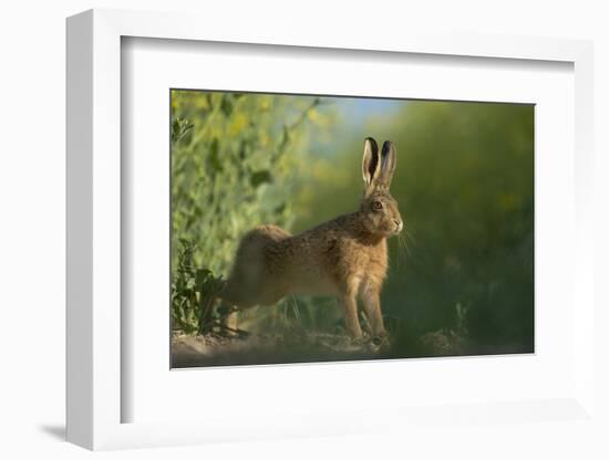 European Brown Hare (Lepus Europaeus) Stretching on Field. Hope Farm Rspb, Cambridgeshire, UK-Andrew Parkinson-Framed Photographic Print