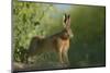 European Brown Hare (Lepus Europaeus) Stretching on Field. Hope Farm Rspb, Cambridgeshire, UK-Andrew Parkinson-Mounted Photographic Print