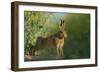 European Brown Hare (Lepus Europaeus) Stretching on Field. Hope Farm Rspb, Cambridgeshire, UK-Andrew Parkinson-Framed Photographic Print