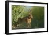 European Brown Hare (Lepus Europaeus) Stretching on Field. Hope Farm Rspb, Cambridgeshire, UK-Andrew Parkinson-Framed Photographic Print