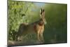 European Brown Hare (Lepus Europaeus) Stretching on Field. Hope Farm Rspb, Cambridgeshire, UK-Andrew Parkinson-Mounted Photographic Print