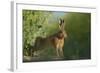 European Brown Hare (Lepus Europaeus) Stretching on Field. Hope Farm Rspb, Cambridgeshire, UK-Andrew Parkinson-Framed Photographic Print