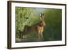 European Brown Hare (Lepus Europaeus) Stretching on Field. Hope Farm Rspb, Cambridgeshire, UK-Andrew Parkinson-Framed Photographic Print